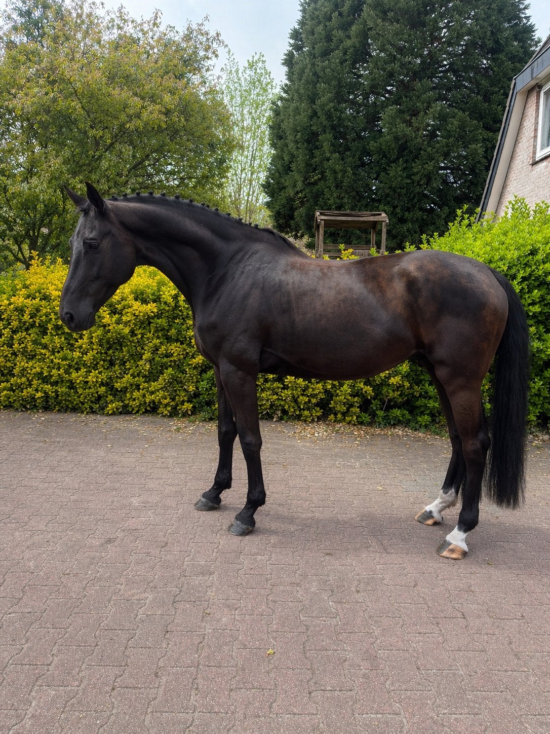 Knappe 4 jarige dressuurgefokte (PROK) merrie, Dieren en Toebehoren, Paarden, Merrie, Met stamboom, B, Dressuurpaard