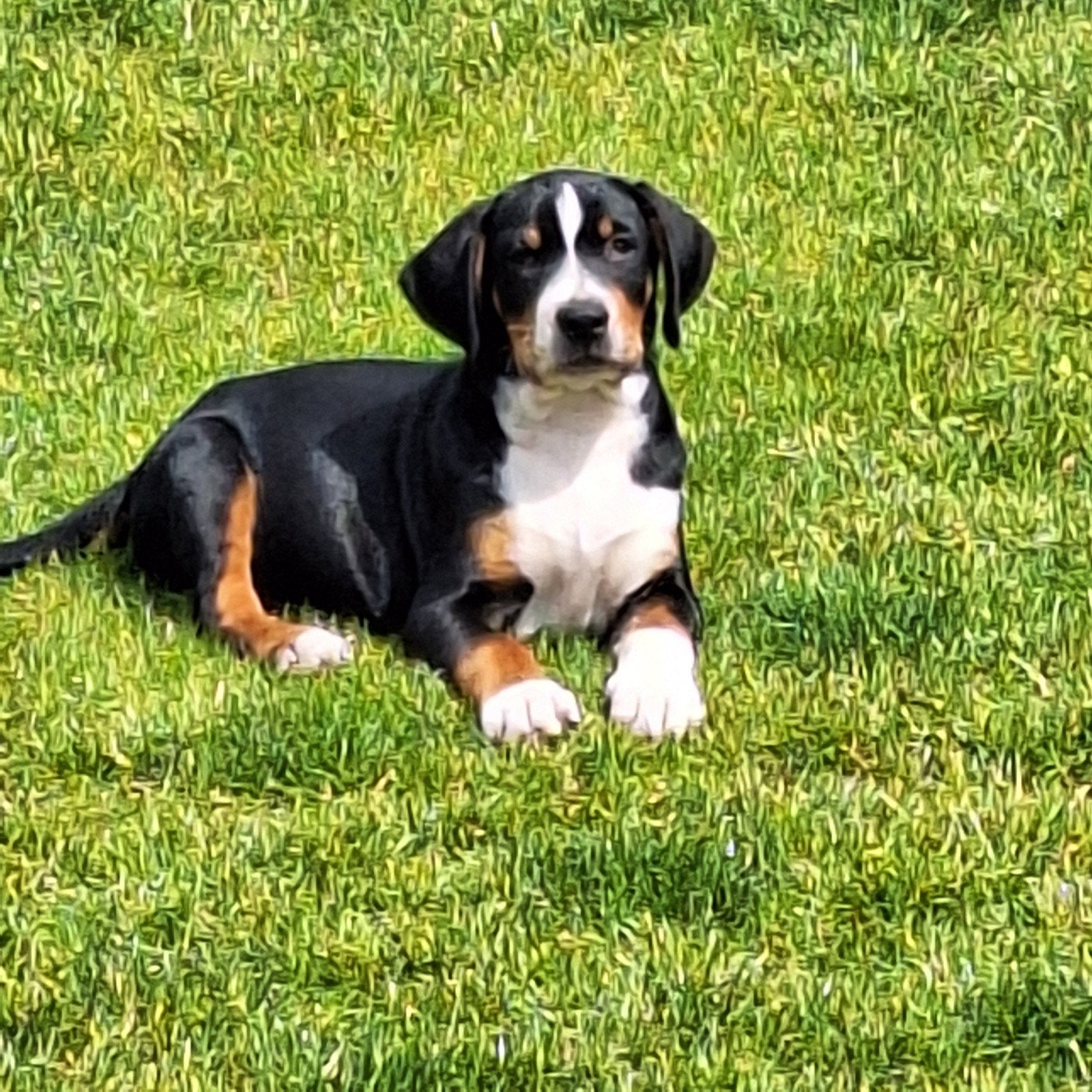 Appenzeller pups, Overige rassen, 8 tot 15 weken, Meerdere, Meerdere dieren