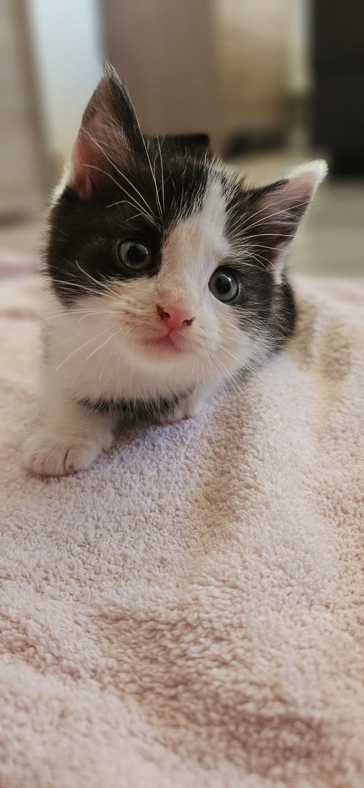 lieve kittens zoeken een warm huisje, Ophalen