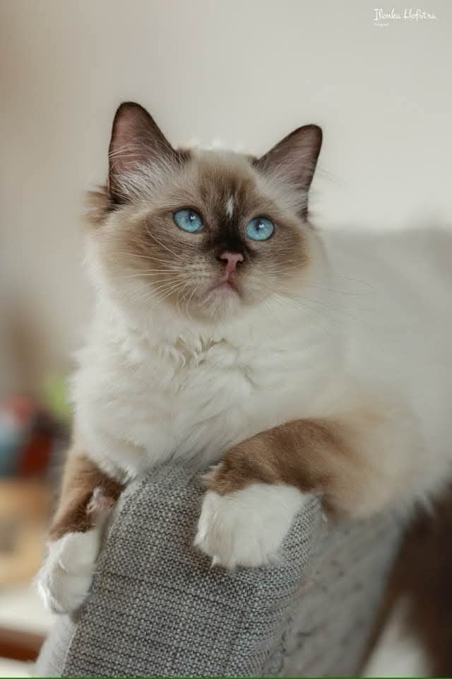 super lieve Ragdoll fokpoes met stamboom, Poes, Met stamboom, 0 tot 2 jaar