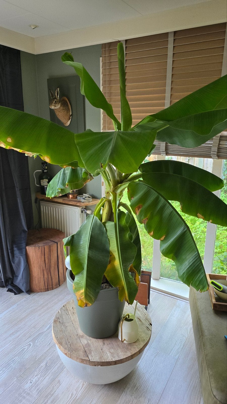 Bananenplant Bananen banaan plant circa 1.50 meter., Ophalen, Fruitplant, Halfschaduw, In pot