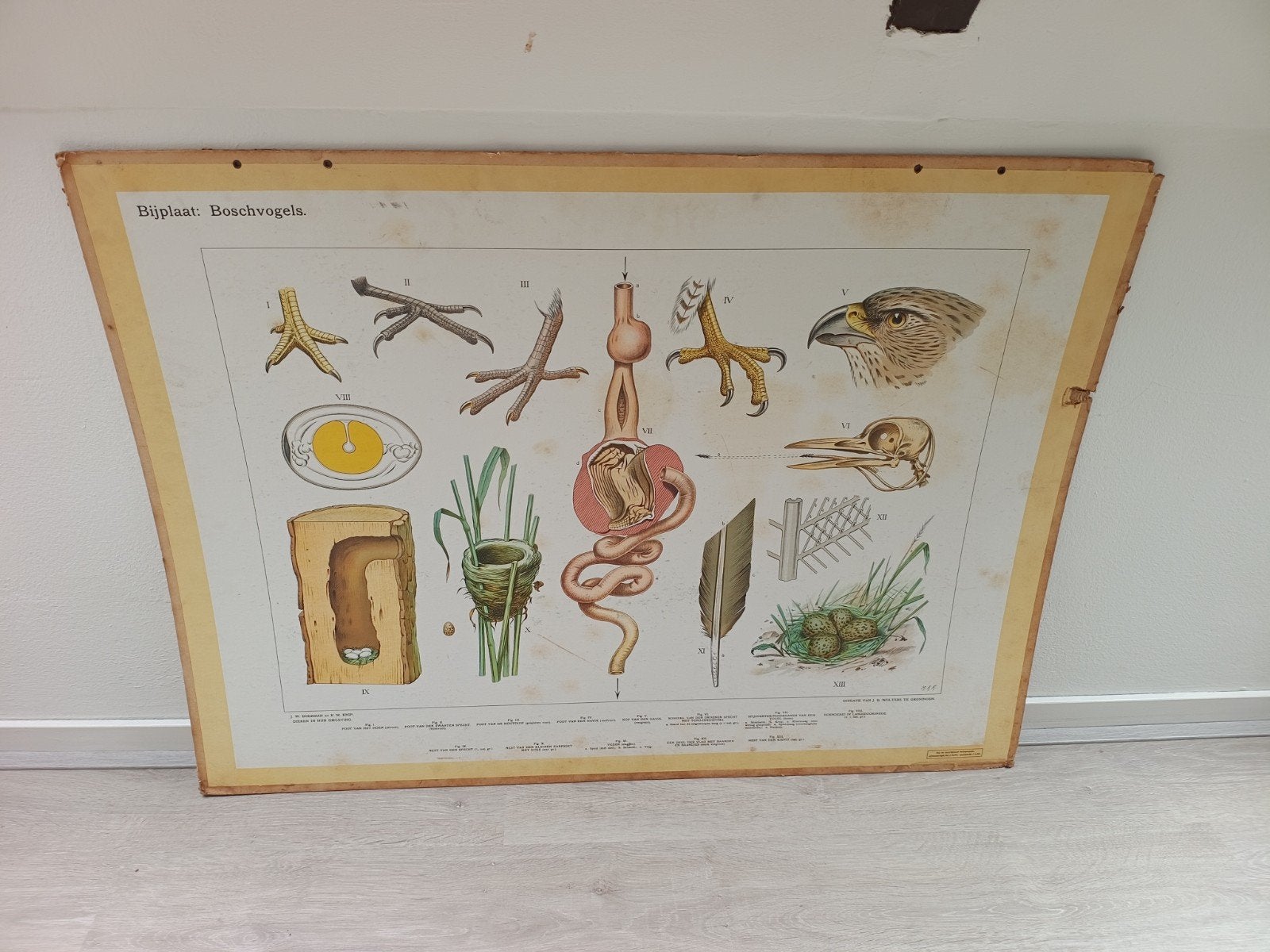 Bijplaat: Boschvogels, Antiek en Kunst, Ophalen, Natuur en Biologie