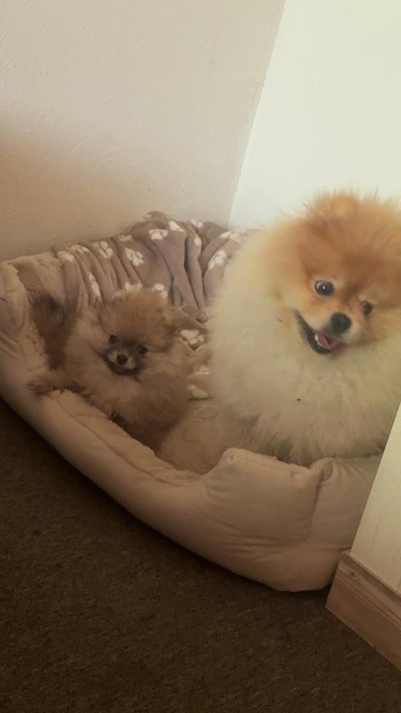 Pomeriaan pups bearface, Dieren en Toebehoren, Keeshond, Handelaar, 8 tot 15 weken, Buitenland