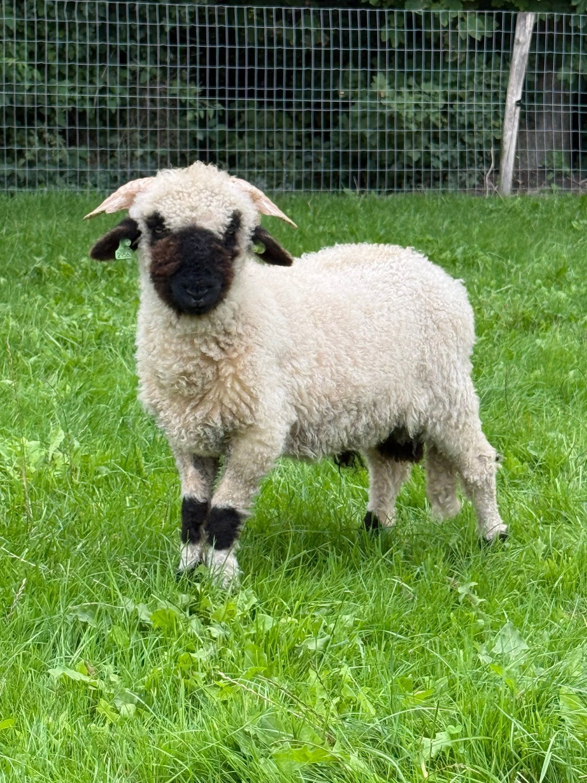 walliser schwarznase ram, Mannelijk, Schaap, 0 tot 2 jaar