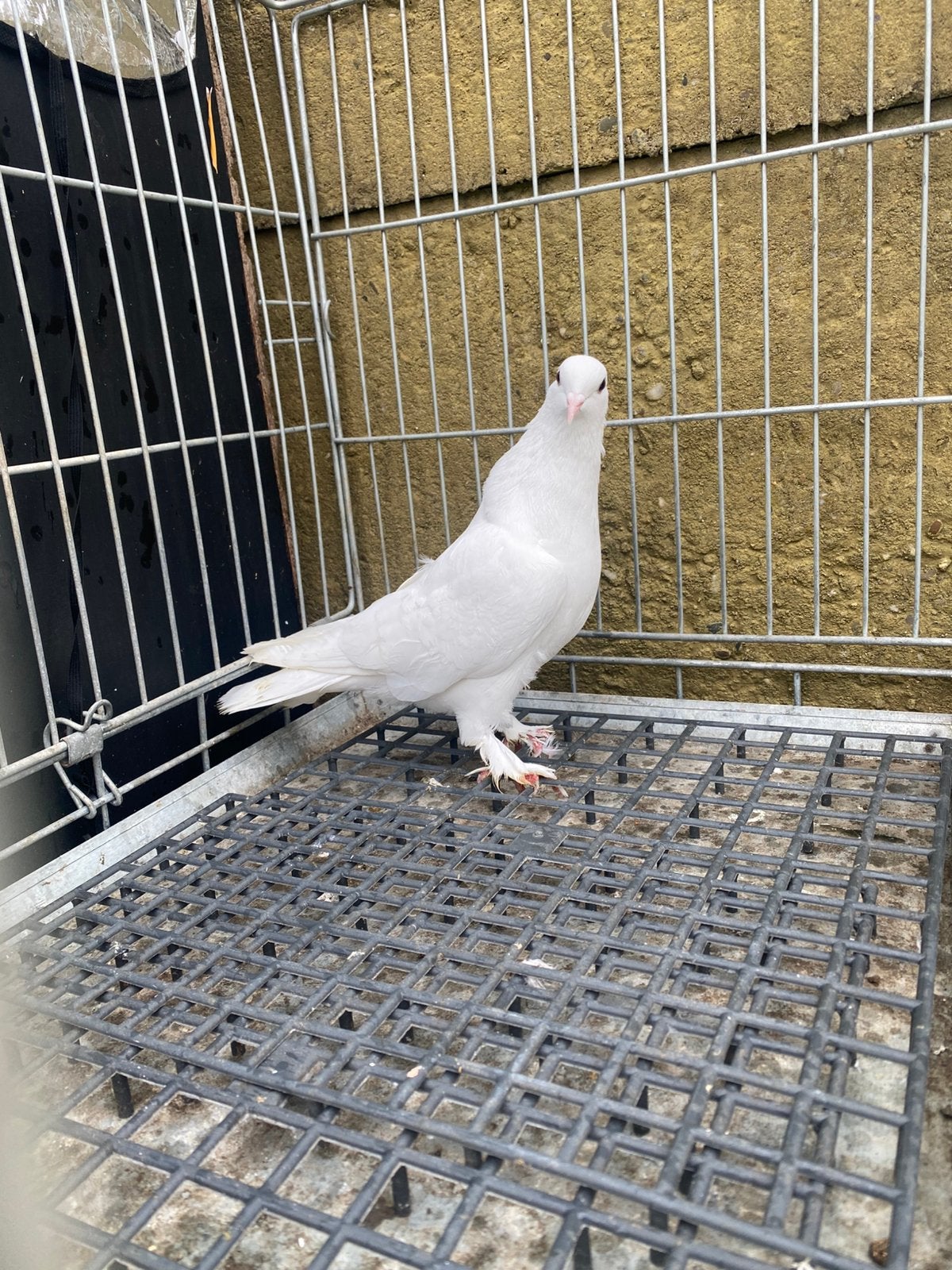 Takla, Dieren en Toebehoren, Meerdere dieren, Postduif