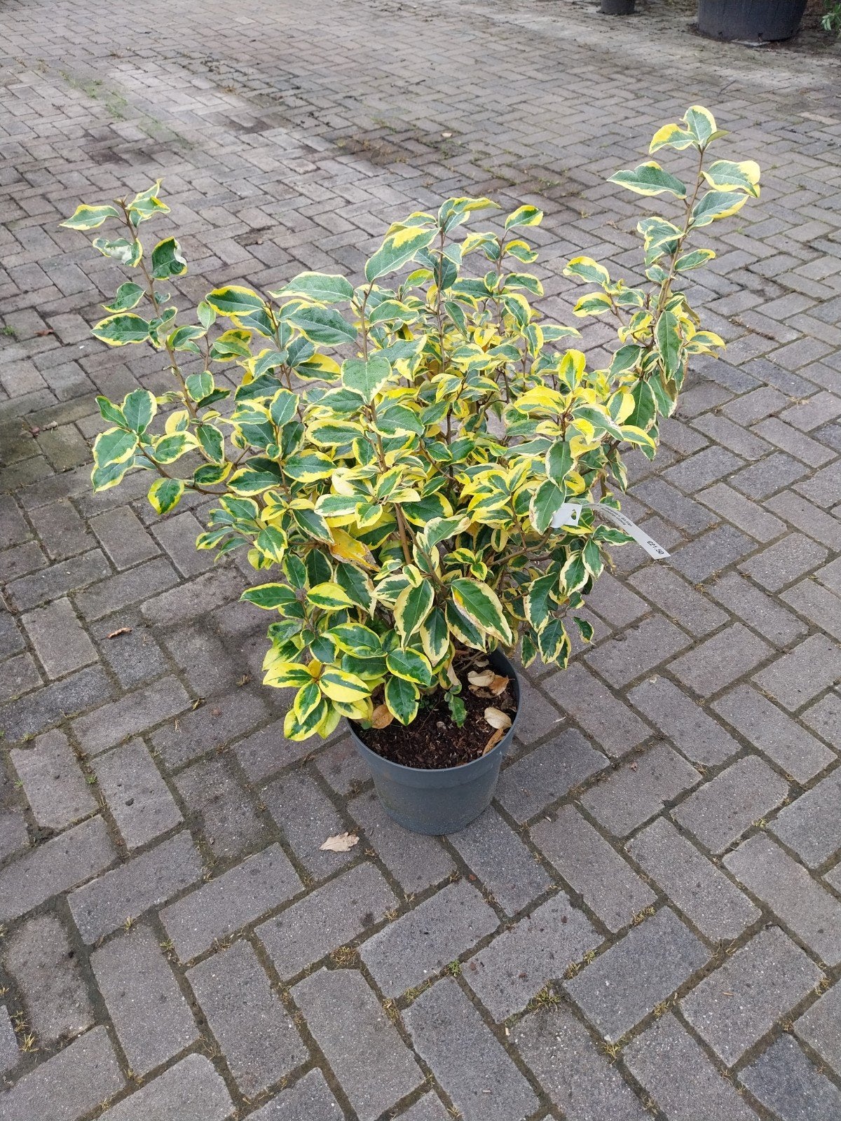 Elaeagnus Ebbingei 'Gilt Edge' - Olijfwilg, Volle zon, Vaste plant, Herfst, Ophalen