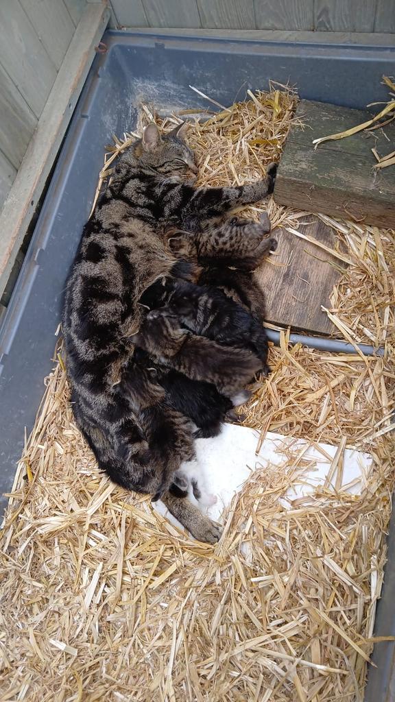 Boerderijkittens, Dieren en Toebehoren, Katten en Kittens | Overige Katten, Meerdere dieren