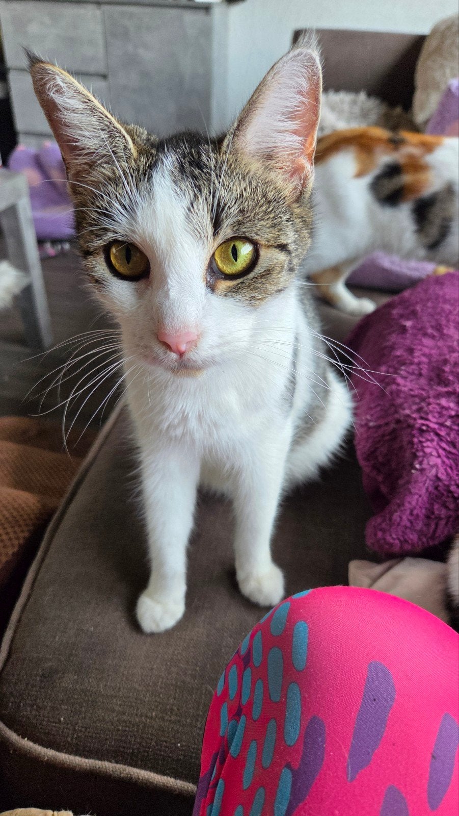 kittens, Meerdere dieren, Kortharig, 0 tot 2 jaar