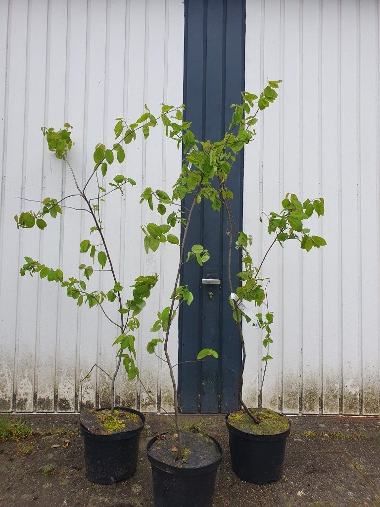 STRUIK Amelanchier lamarckii Am. Krentenboompje herfstkleur, Overige soorten, Vaste plant, Verzenden, Halfschaduw