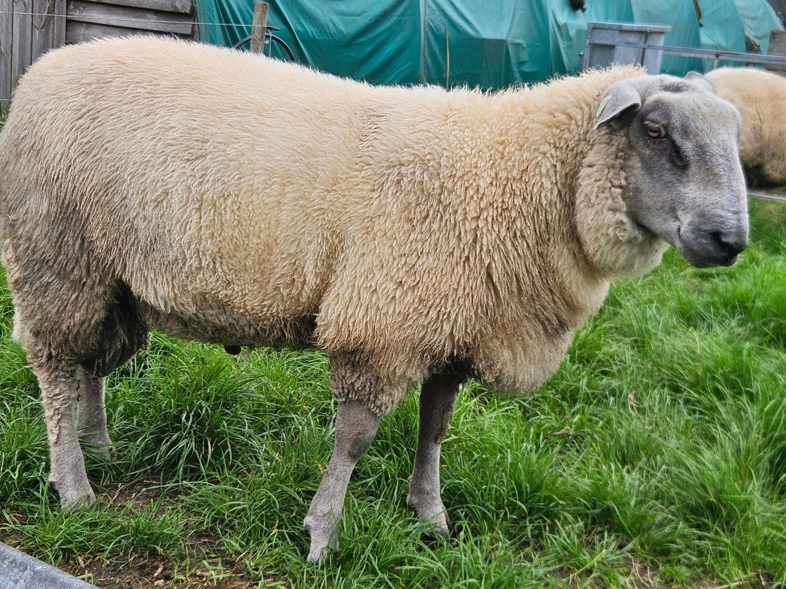 dekram, Dieren en Toebehoren