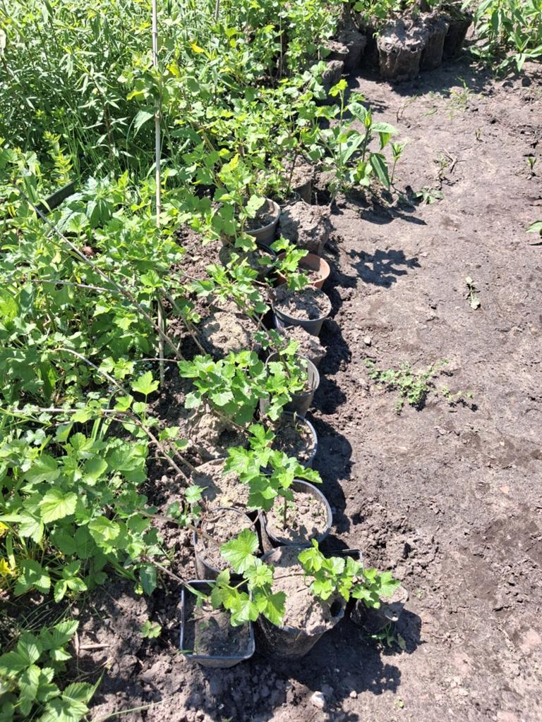 Rode Aalbes Struikjes - Uit Stek Vermeerderd, Ophalen, Volle zon, Vaste plant, Fruitplanten