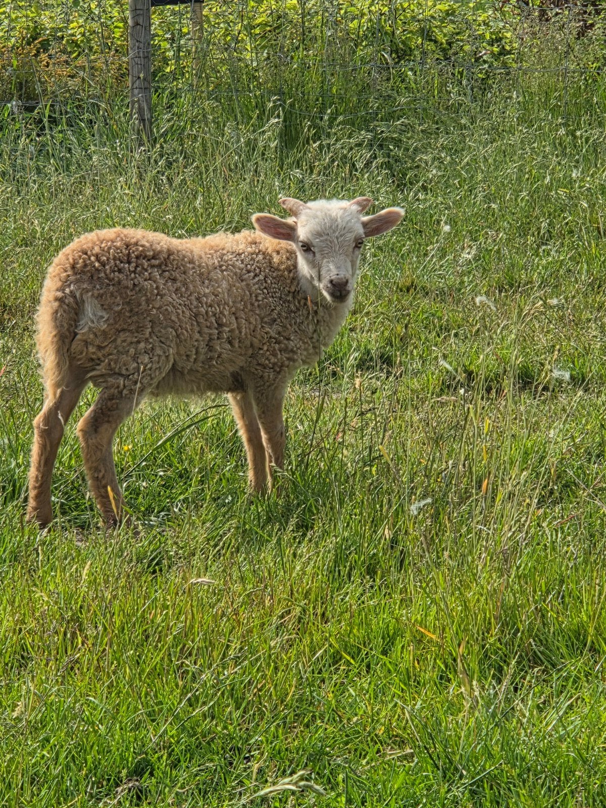 Ouessant ramlammen, Dieren en Toebehoren, Mannelijk, Schaap, 0 tot 2 jaar