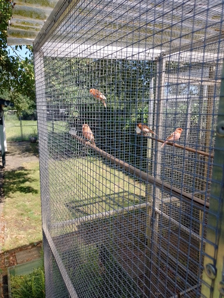 ROOD BONTE HARLEKIJN  KANARIE MAN, Dieren en Toebehoren, Vogels | Kanaries, Mannelijk, Postuurkanarie