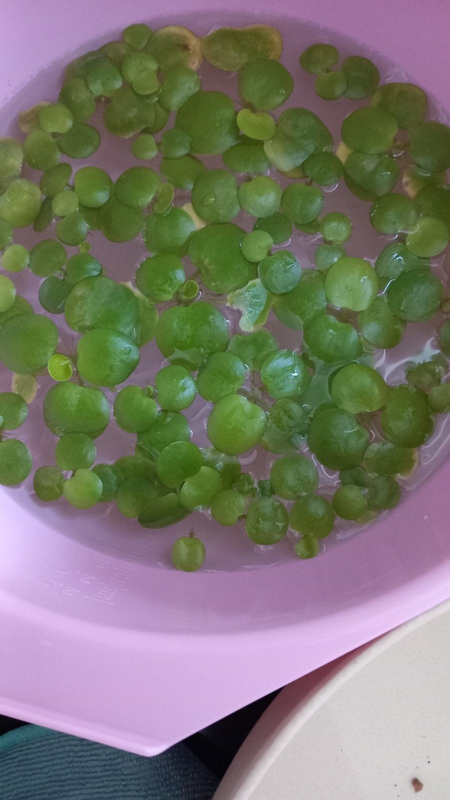 kikkerbeet drijfplantje voor aquarium, Ophalen