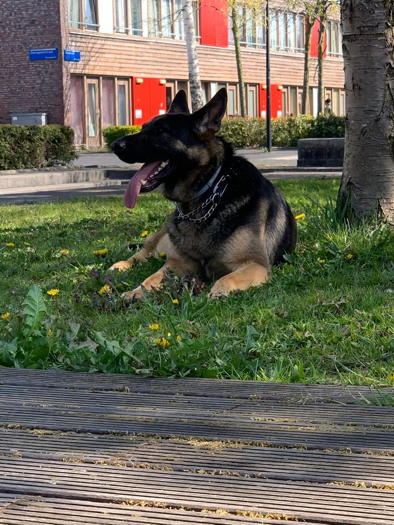 Oppas voor lieve duitse herder, Dieren en Toebehoren, Ophalen of Verzenden
