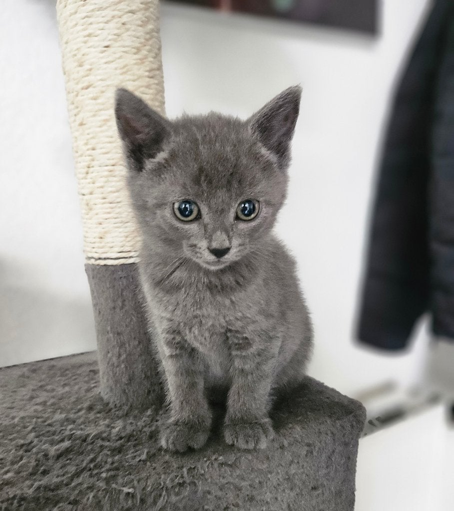 Blauwe Rus/Britse korthaar kittens. Lief en sociaal., Meerdere dieren, Ontwormd, 0 tot 2 jaar
