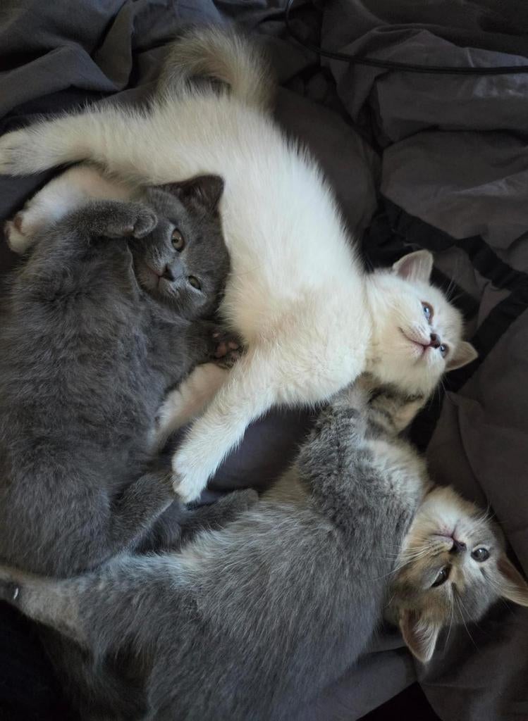 Raszuivere Britse korthaar kittens 100%, Meerdere dieren, Ontwormd, 0 tot 2 jaar