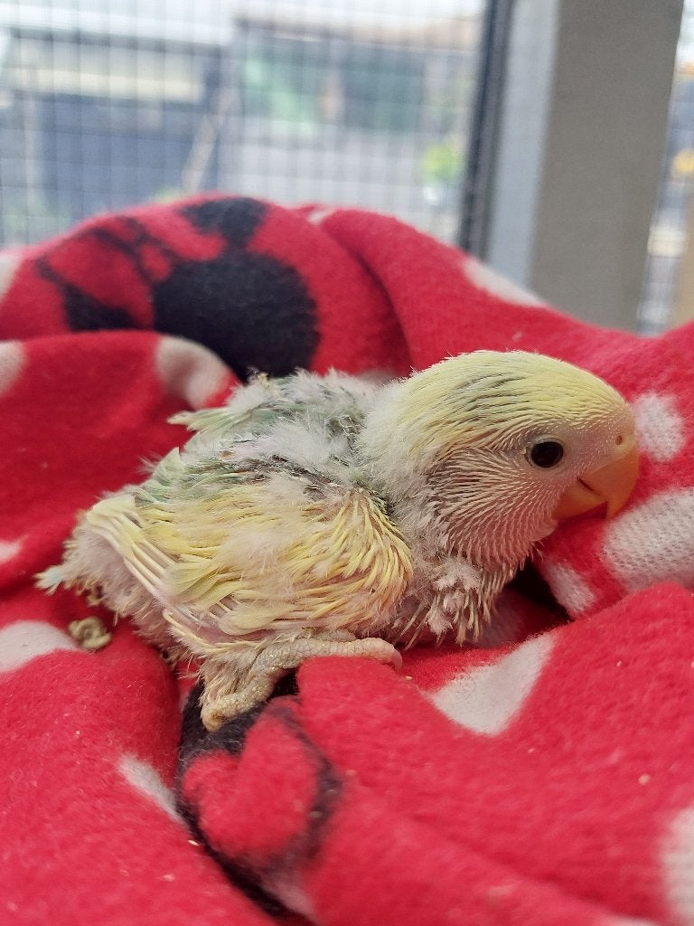 Dwergpapegaai handtam, Geslacht onbekend, Dwergpapegaai of Agapornis, Geringd