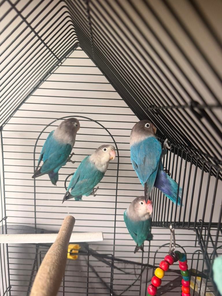2 pair love birds, Dieren en Toebehoren, Vogels | Parkieten en Papegaaien, Mannelijk, Parkiet