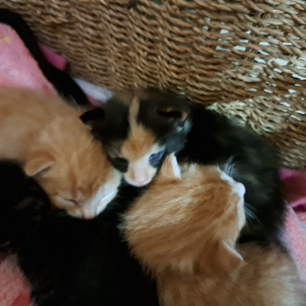 Super lieve , mooie kittens, Dieren en Toebehoren, Katten en Kittens | Raskatten | Korthaar, Meerdere dieren, 0 tot 2 jaar