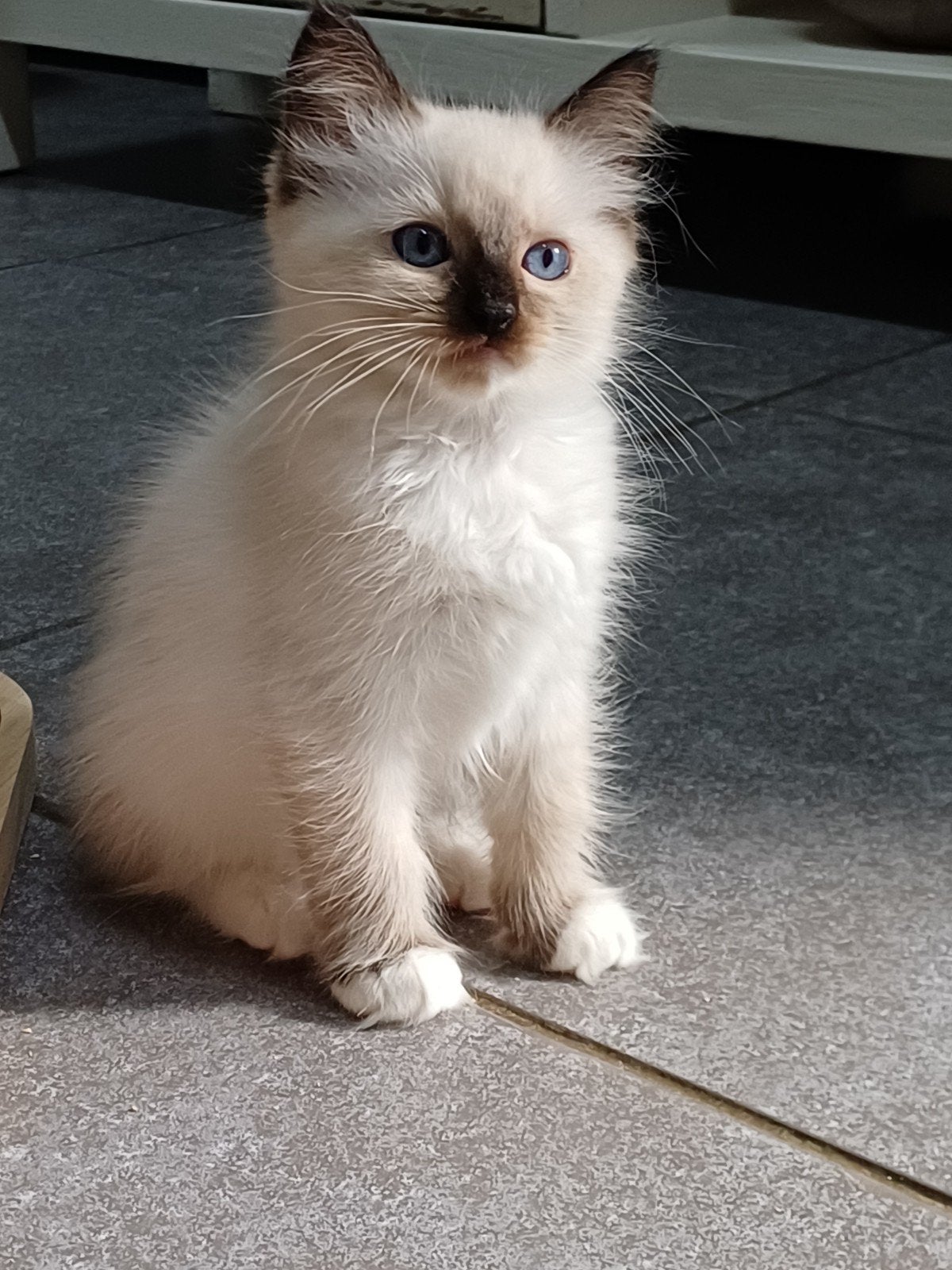 Super leuke Ragdoll kittens met stamboom, Kater, Met stamboom