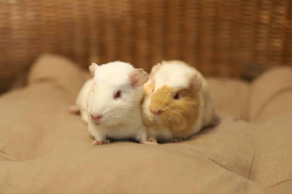 Cavia zeugjes | Jonge cavia's | Gezonde dieren