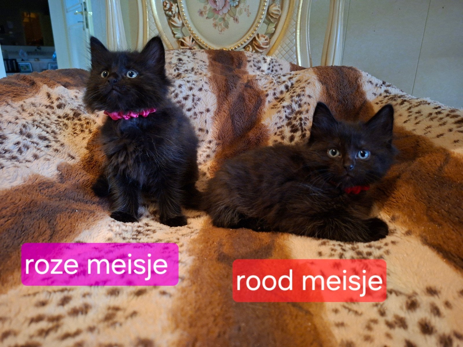 maine coon kruising ragdoll kittens half hang harig, Dieren en Toebehoren, Meerdere dieren, Ontwormd, 0 tot 2 jaar