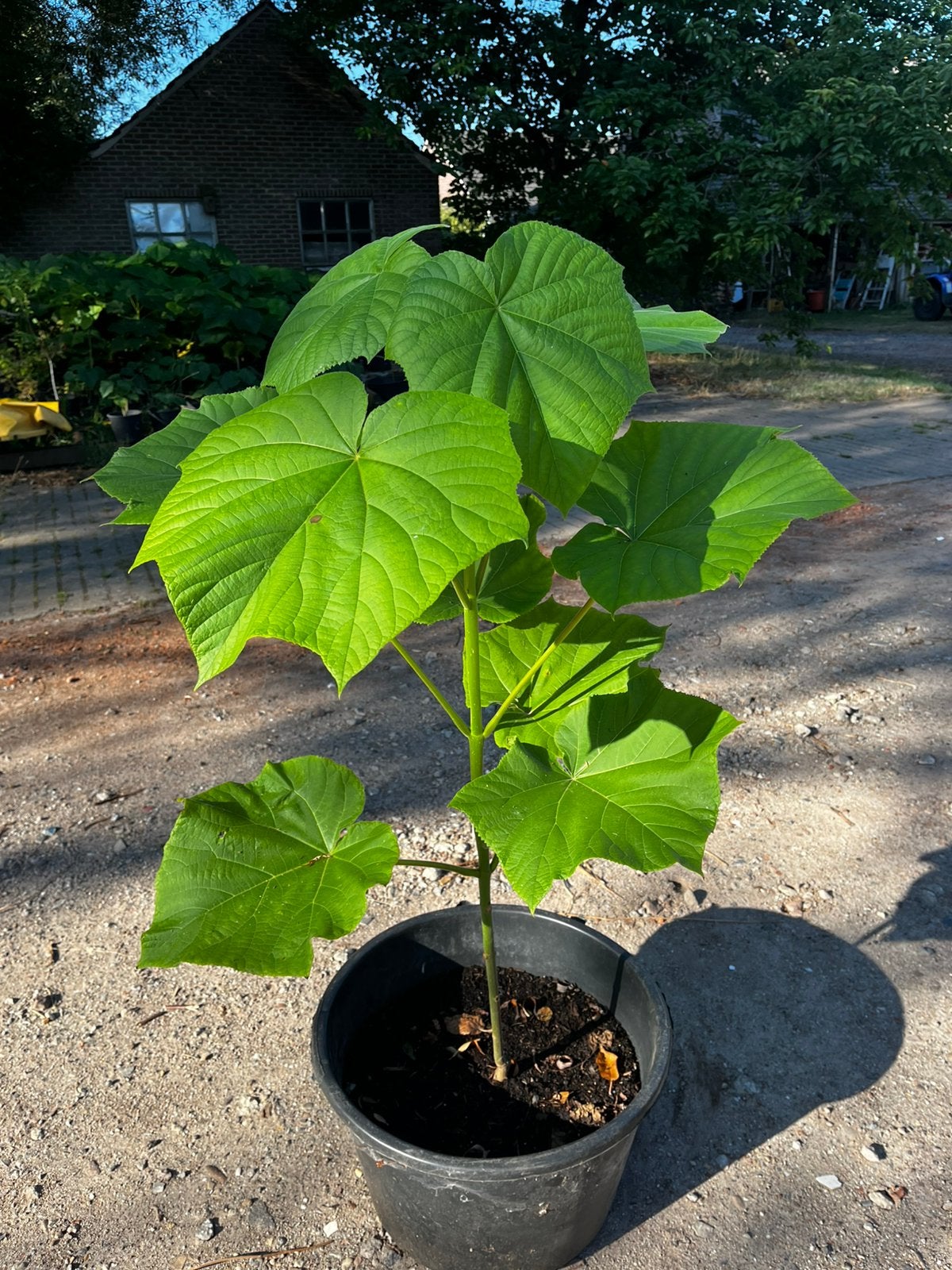 Paulownia Tomentosa, Ophalen, Lente, Overige soorten, In pot