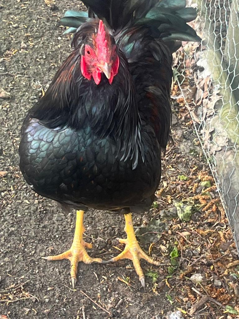 Barnevelder haan, Dieren en Toebehoren, Mannelijk, Kip