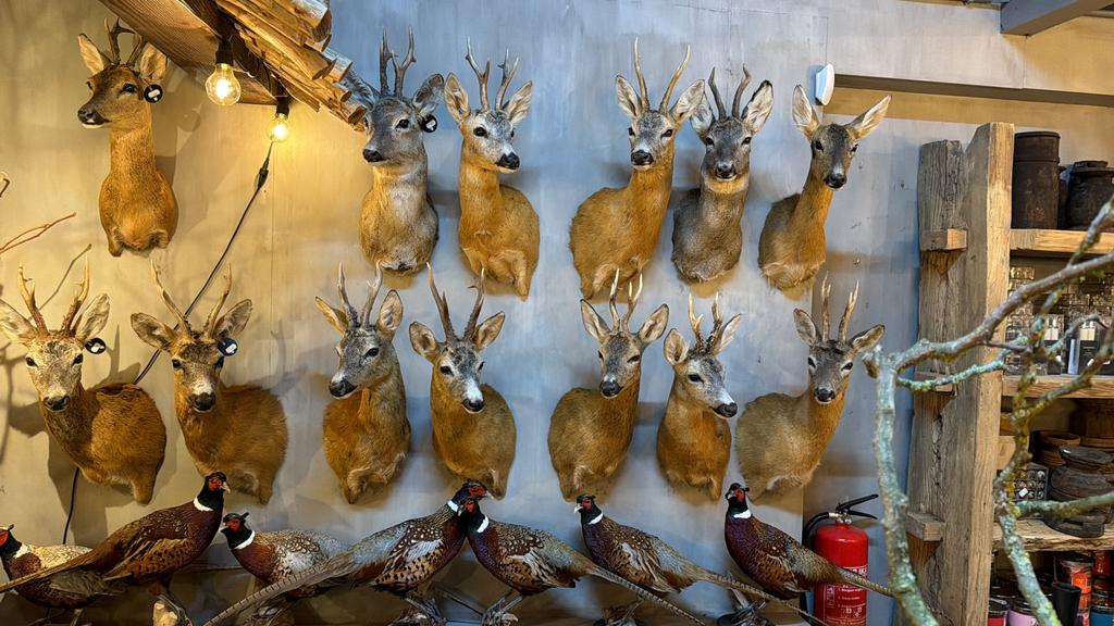 Ree Reebok gewei taxidermie veluwe hert opgezet hertenkop, Ophalen, Nieuw, Hert, Opgezet dier