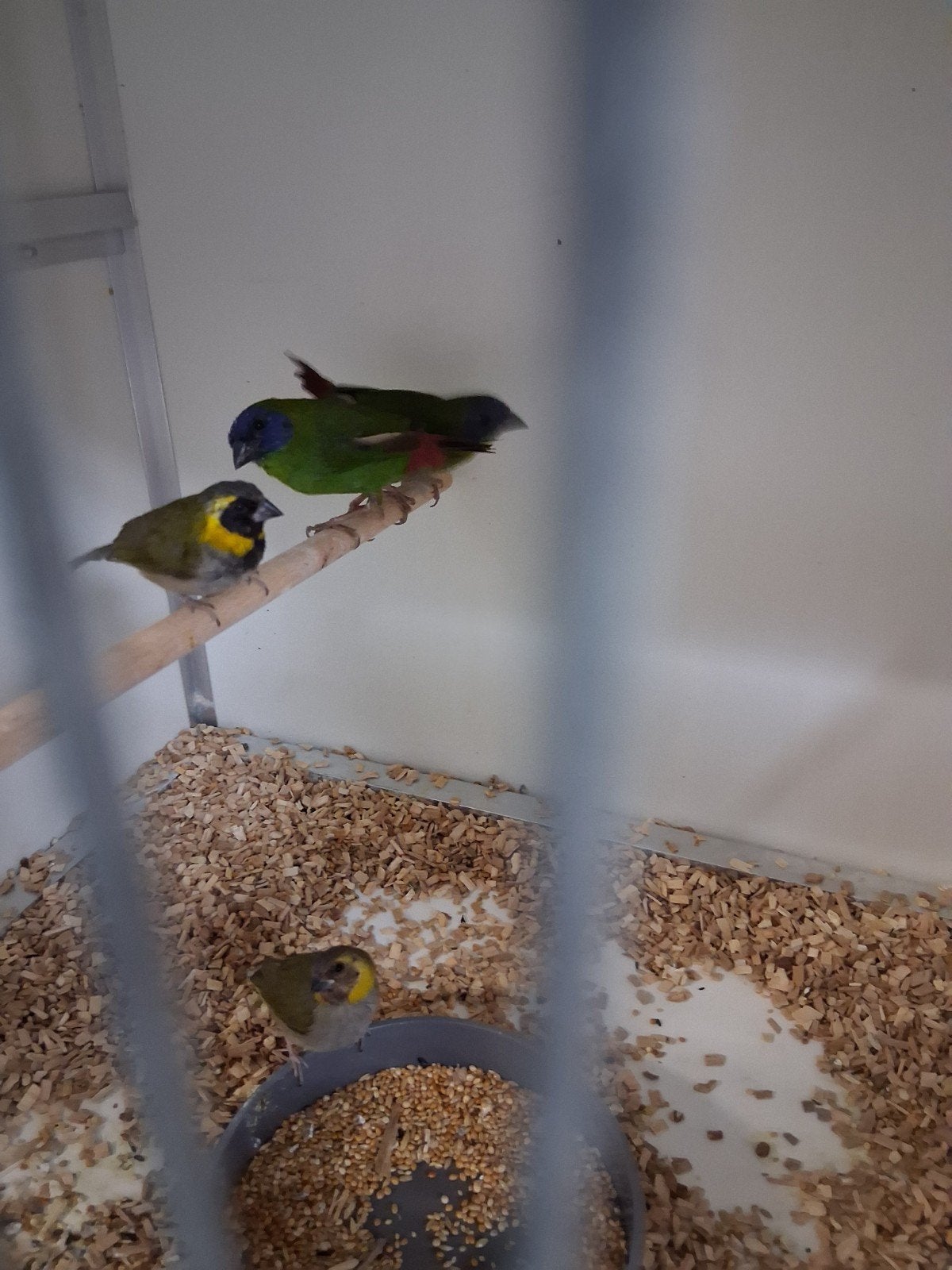 gezocht vele soorten vogels kanaries parkieten tropen papaga, Dieren en Toebehoren, Vogels | Overige Vogels, Meerdere dieren