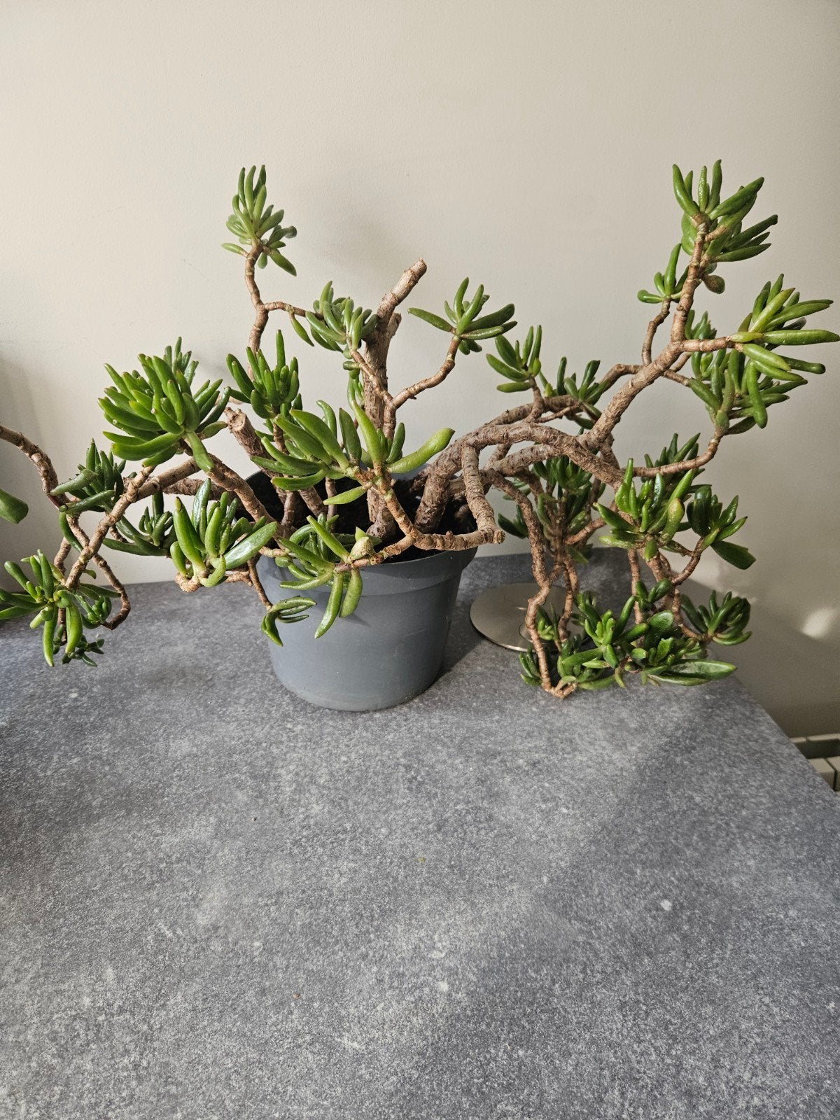Mooie Jade plant (Vetplant) - 35 cm hoog, 60 cm breed, Ophalen, In pot, Halfschaduw, Minder dan 100 cm