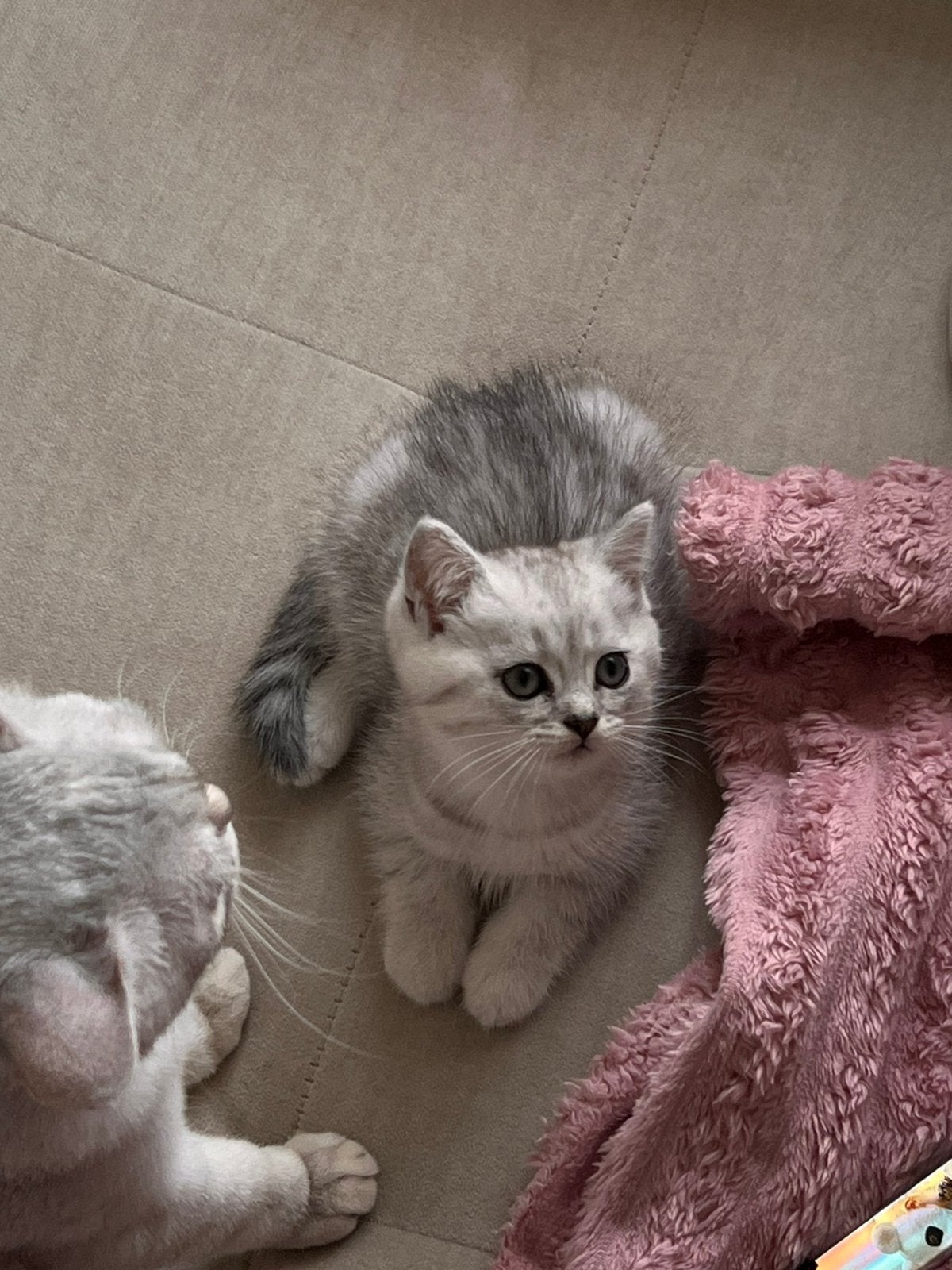 Britse kittens zoekt een liefdevol thuis! ️, Dieren en Toebehoren, Katten en Kittens | Raskatten | Korthaar, Meerdere dieren, Ontwormd