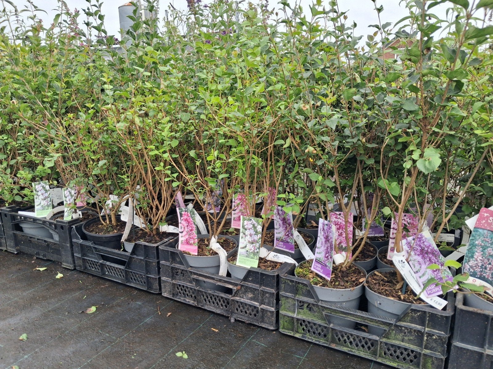 Sering struiken: groot- en kleinbloemig, Tuin en Terras, Planten | Struiken en Hagen, Ophalen of Verzenden, Overige soorten, Struik