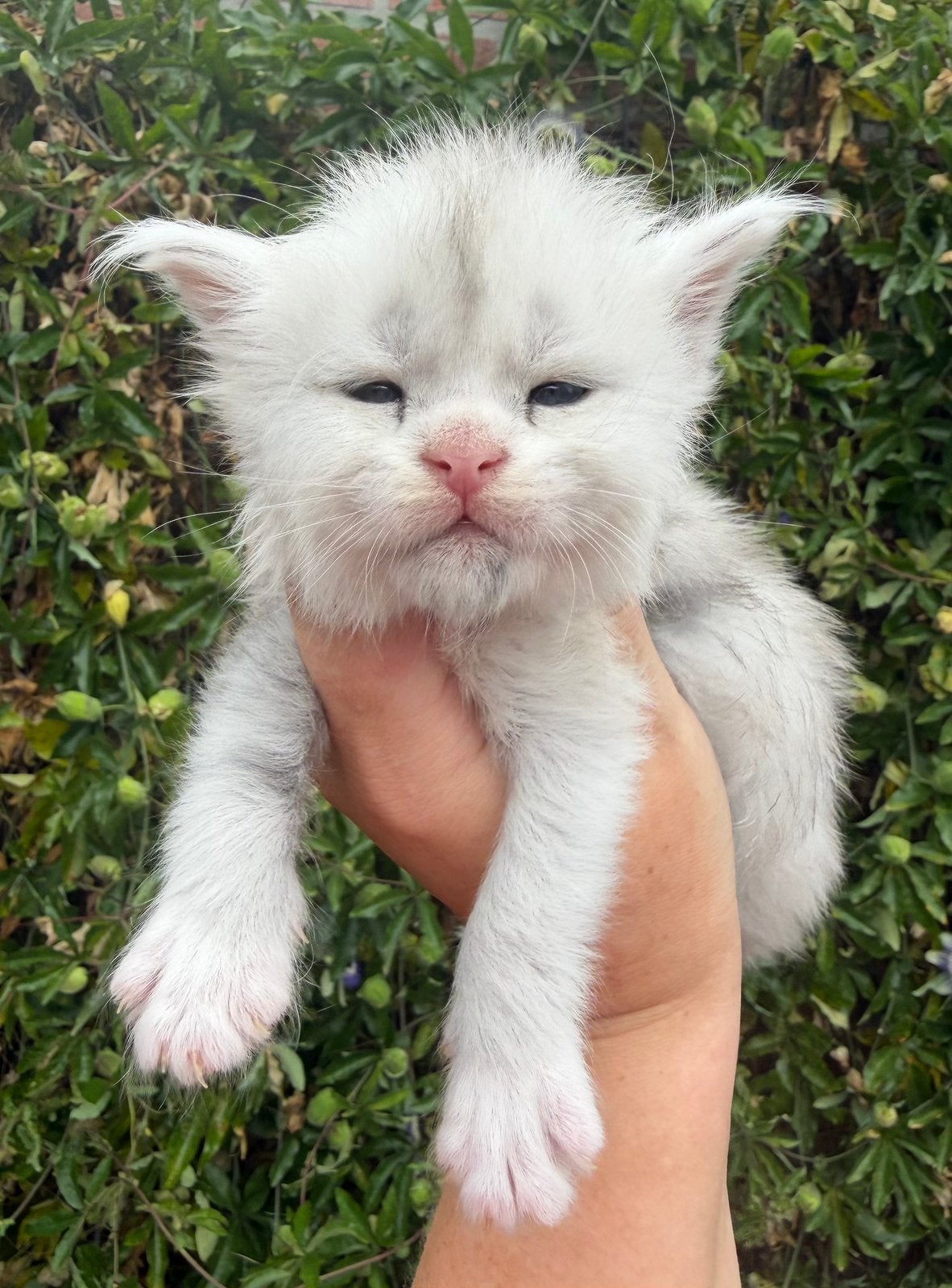 maine coon kitten uit show/shaded/Russische lijnen, Kater, Met stamboom, 0 tot 2 jaar