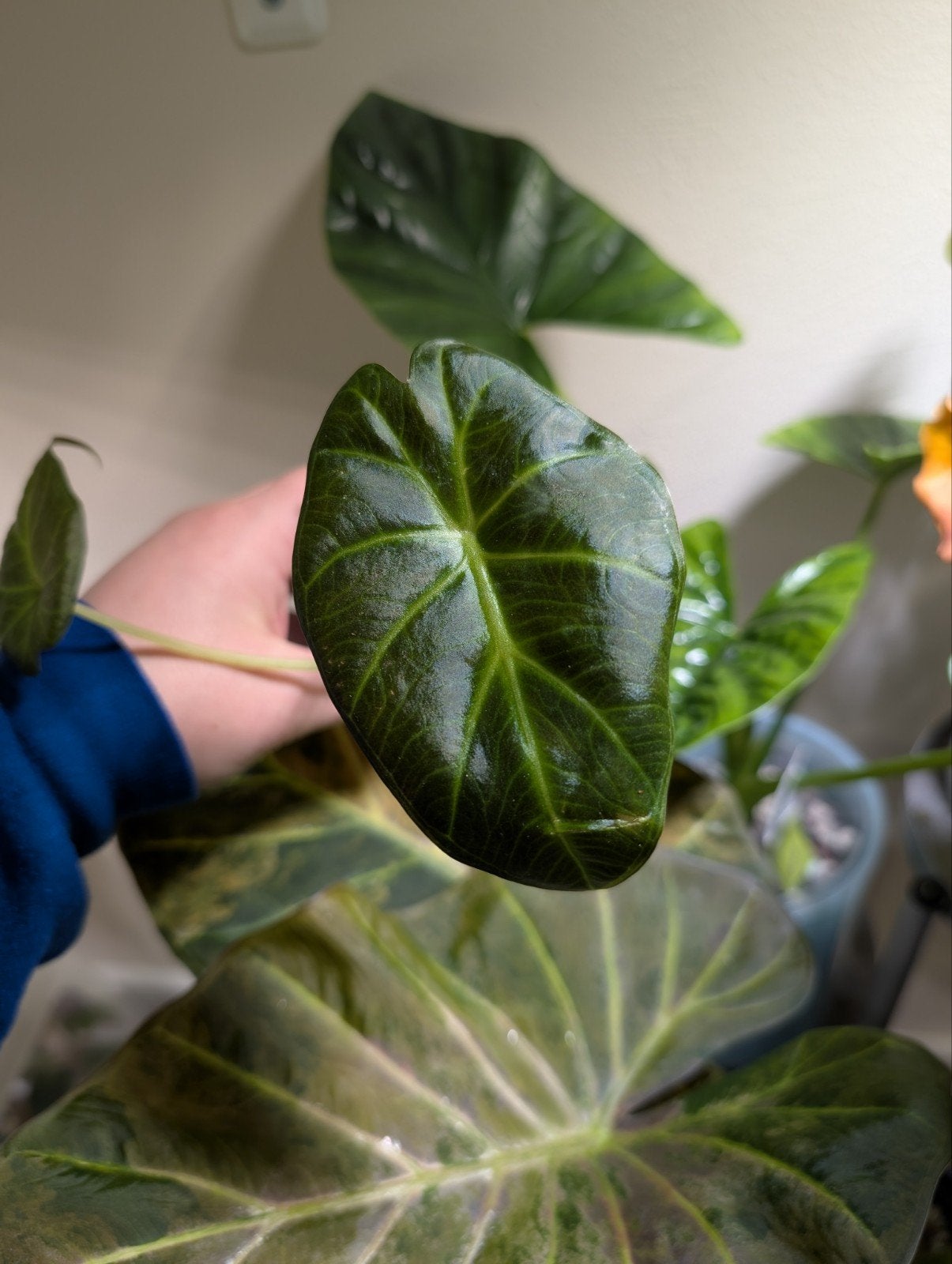 Alocasia Regal Shields Babyplantje (uit Knol), Huis en Inrichting, Kamerplanten, Ophalen of Verzenden, Halfschaduw, Minder dan 100 cm