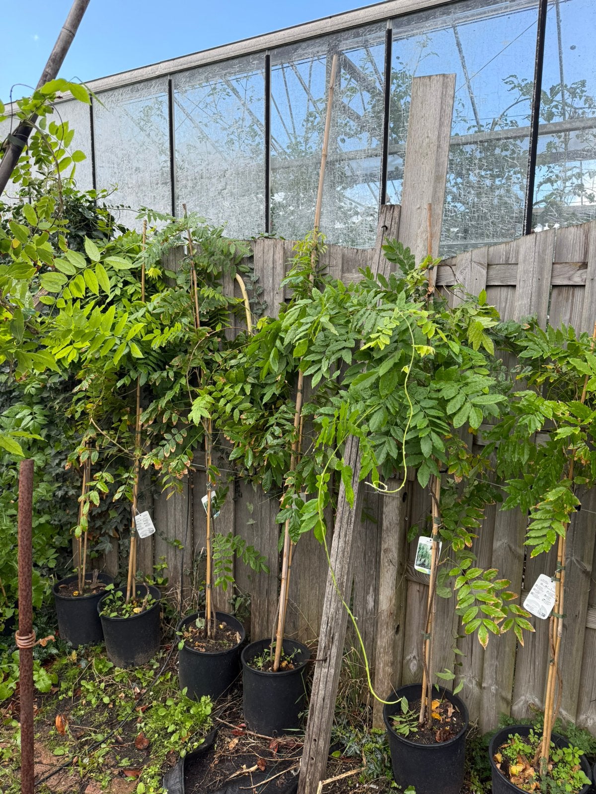 Witte blauwe regens of wisteria grote goed vertakt pst 19,95, Ophalen, Volle zon, Vaste plant, Klimplanten