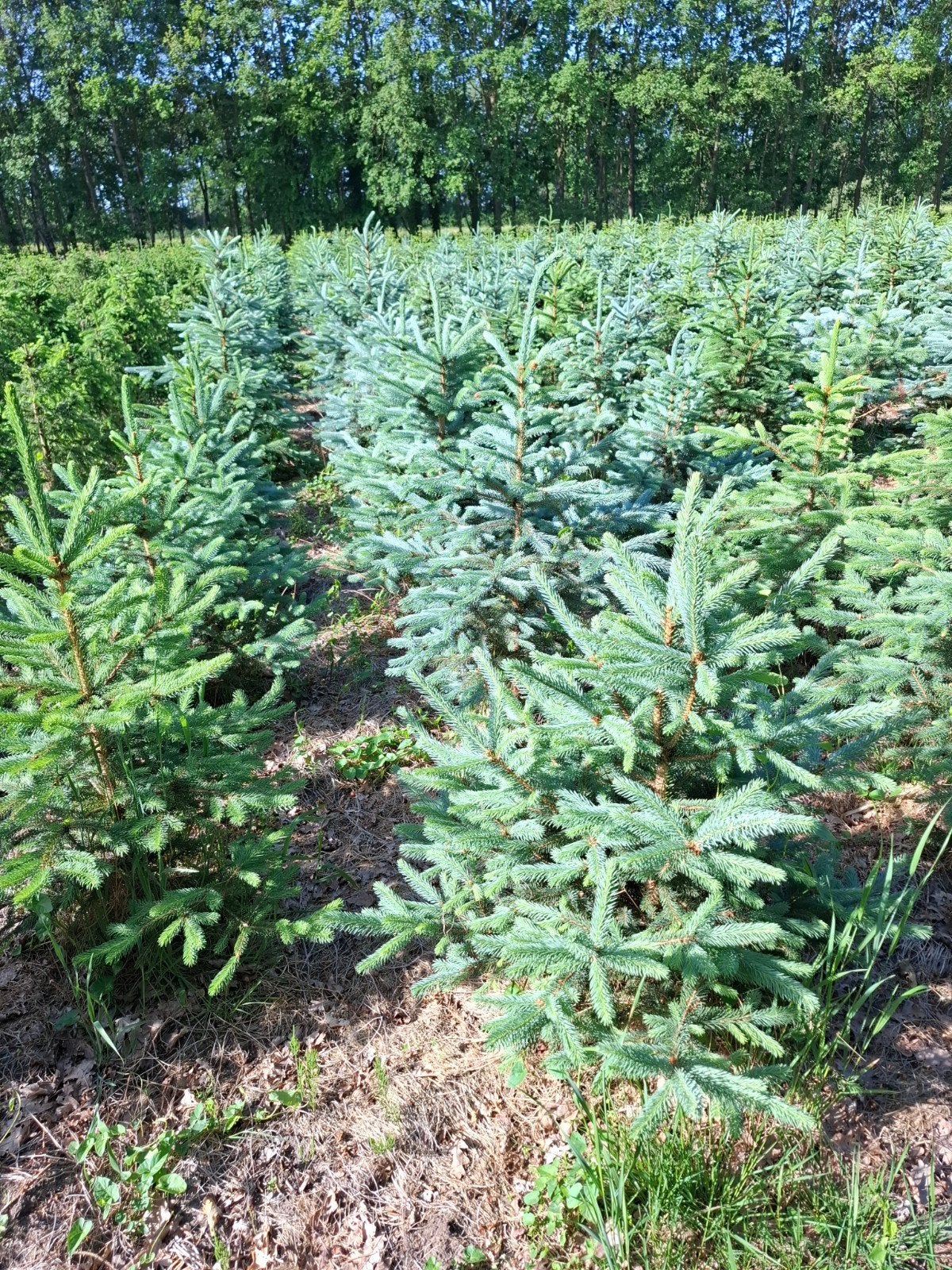 Kerstbomen, Ophalen, Overige soorten
