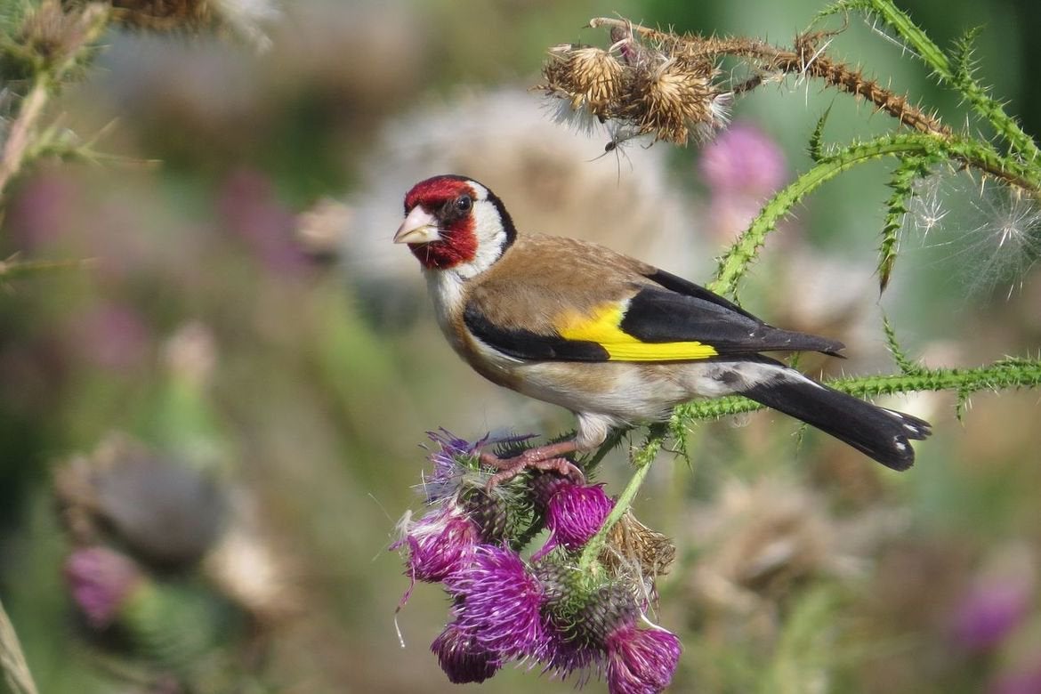 Bloem/els putter, Meerdere dieren