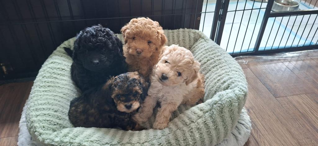 Knappe aanhankelijke poedel pups, Dieren en Toebehoren, Poedel, Parvo, 8 tot 15 weken, Meerdere