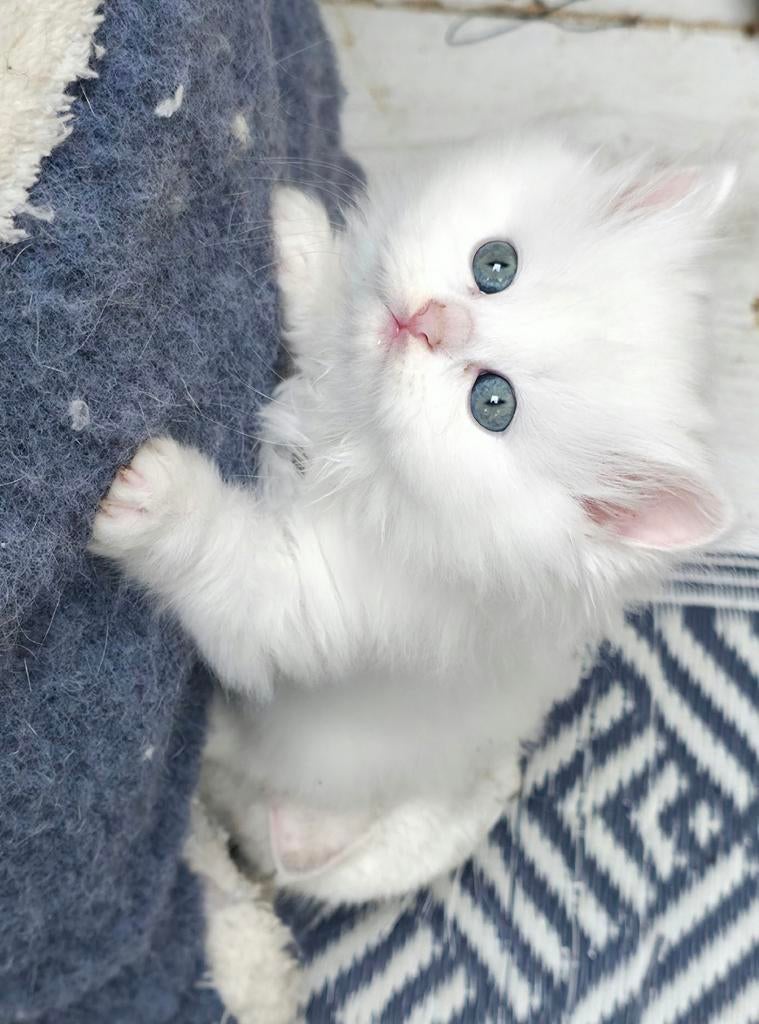 Britshe kort en langhaar kittens, Ontwormd
