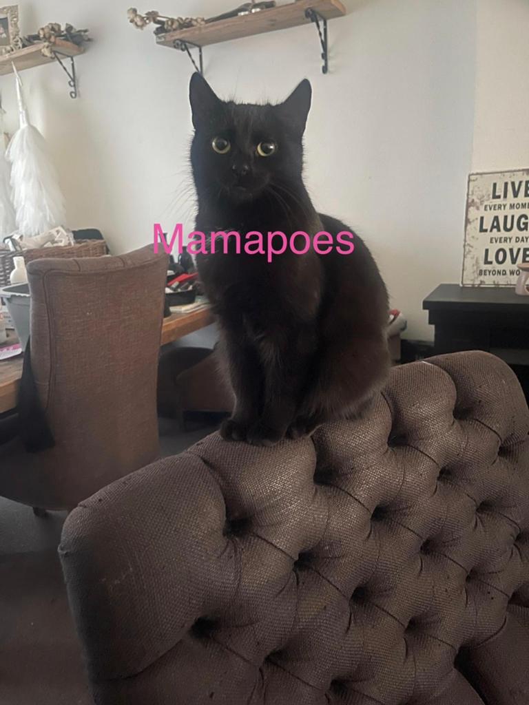 Te schattige kittens, Meerdere dieren, Kortharig, 0 tot 2 jaar