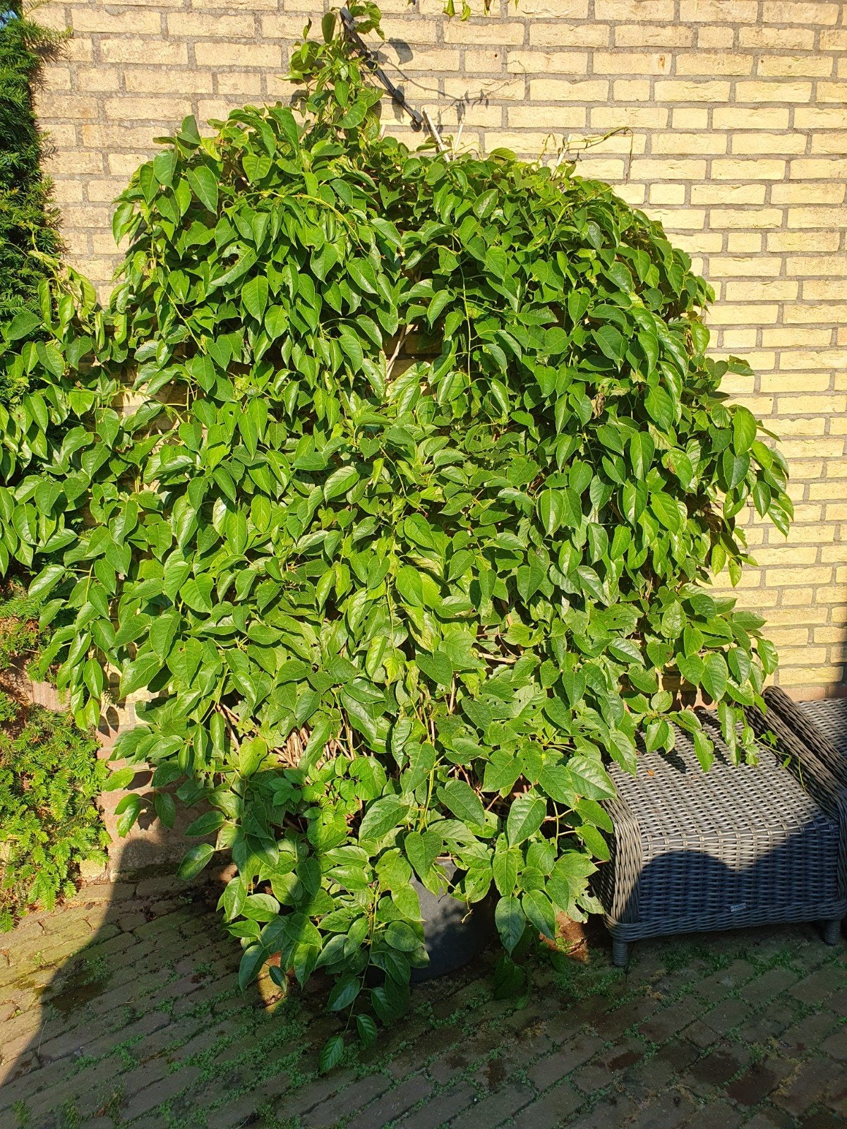 Te koop: Klimplant kiwibes, Ophalen, Overige soorten, Volle zon