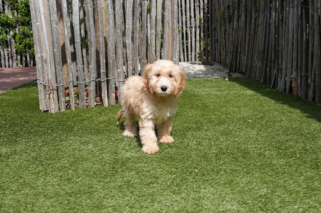 Prachtige Abrikoze en zwarte Cockapoo pups, geteste ouders, België, Overige rassen, CDV (hondenziekte), 8 tot 15 weken