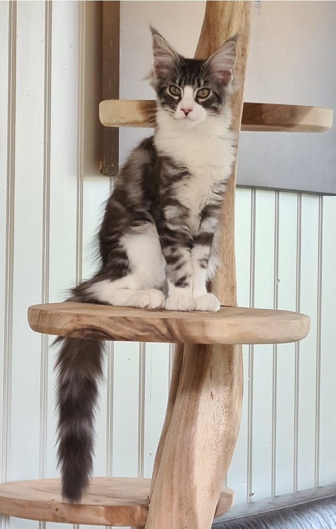 Laatste maine coon vrouwtje, Meerdere dieren, Ontwormd, 0 tot 2 jaar