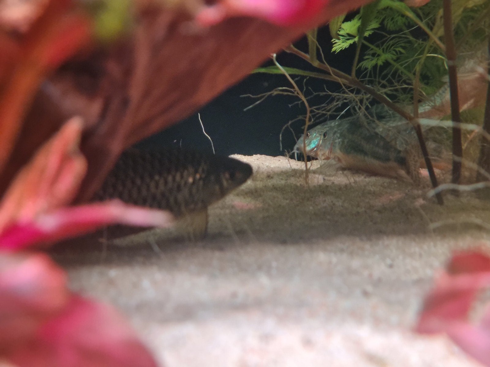 Hoplisoma paleatum Gevlekte Pantsermeerval
Corydoras paleatu, Dieren en Toebehoren, Vissen | Aquariumvissen, Vis