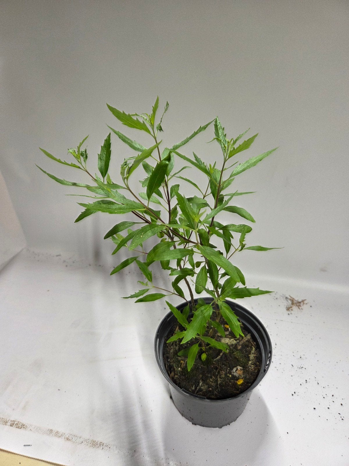 Blauwbaard te koop, Tuin en Terras, Planten | Struiken en Hagen, Ophalen, Overige soorten, Struik