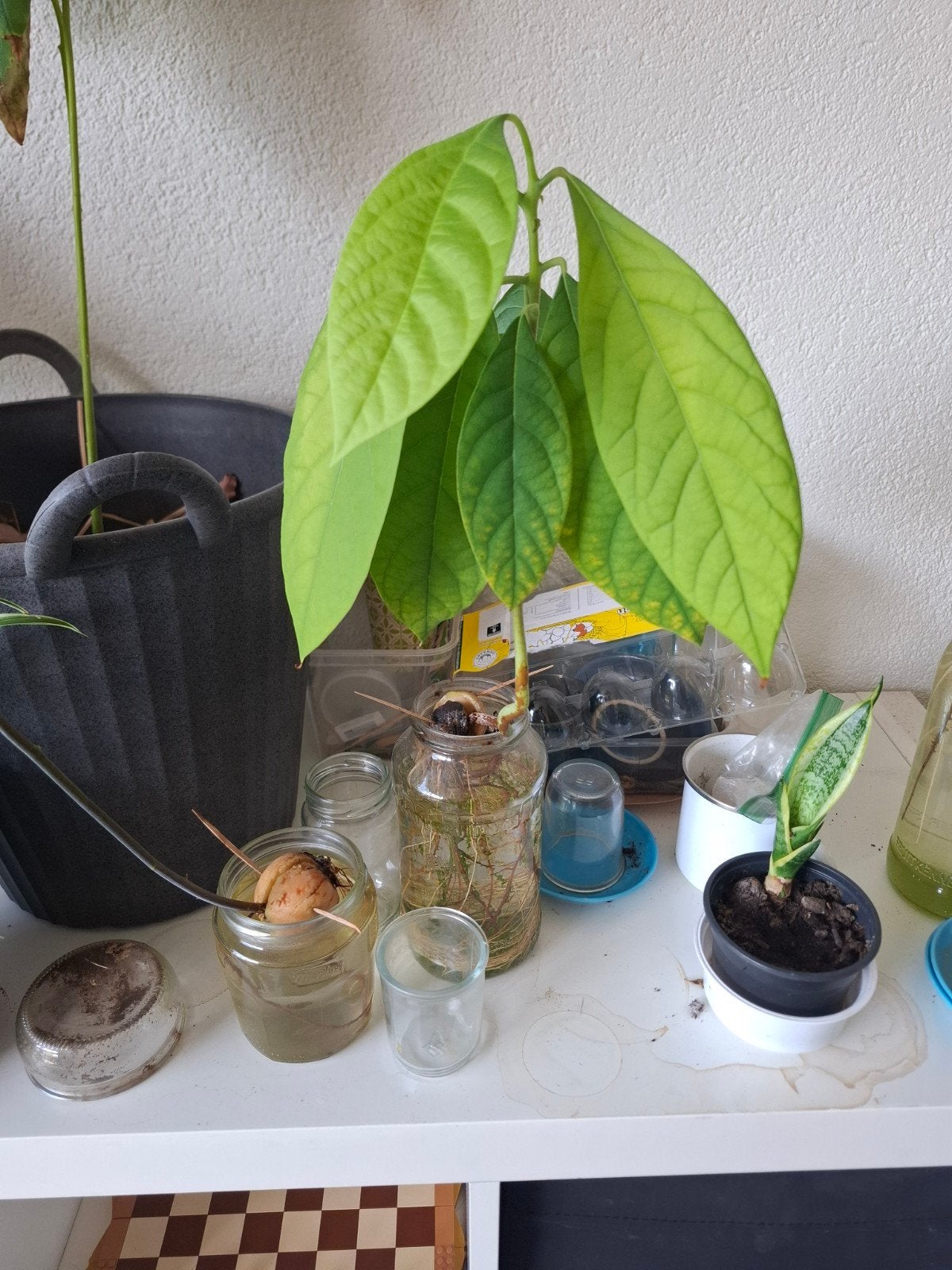Diverse Avocado planten - Kweek je eigen avocado!, Ophalen, Vaste plant, Bloeit niet, Halfschaduw