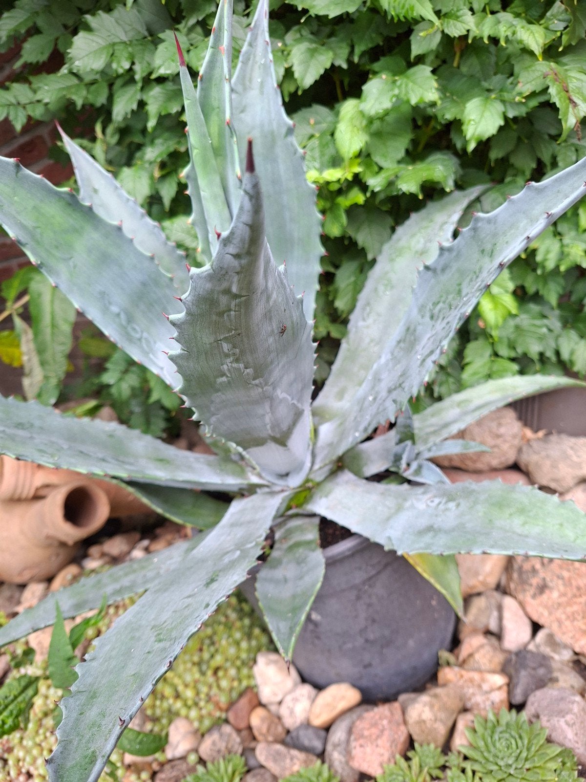 Agave, Ophalen, Bloeit niet, Overige soorten, Volle zon