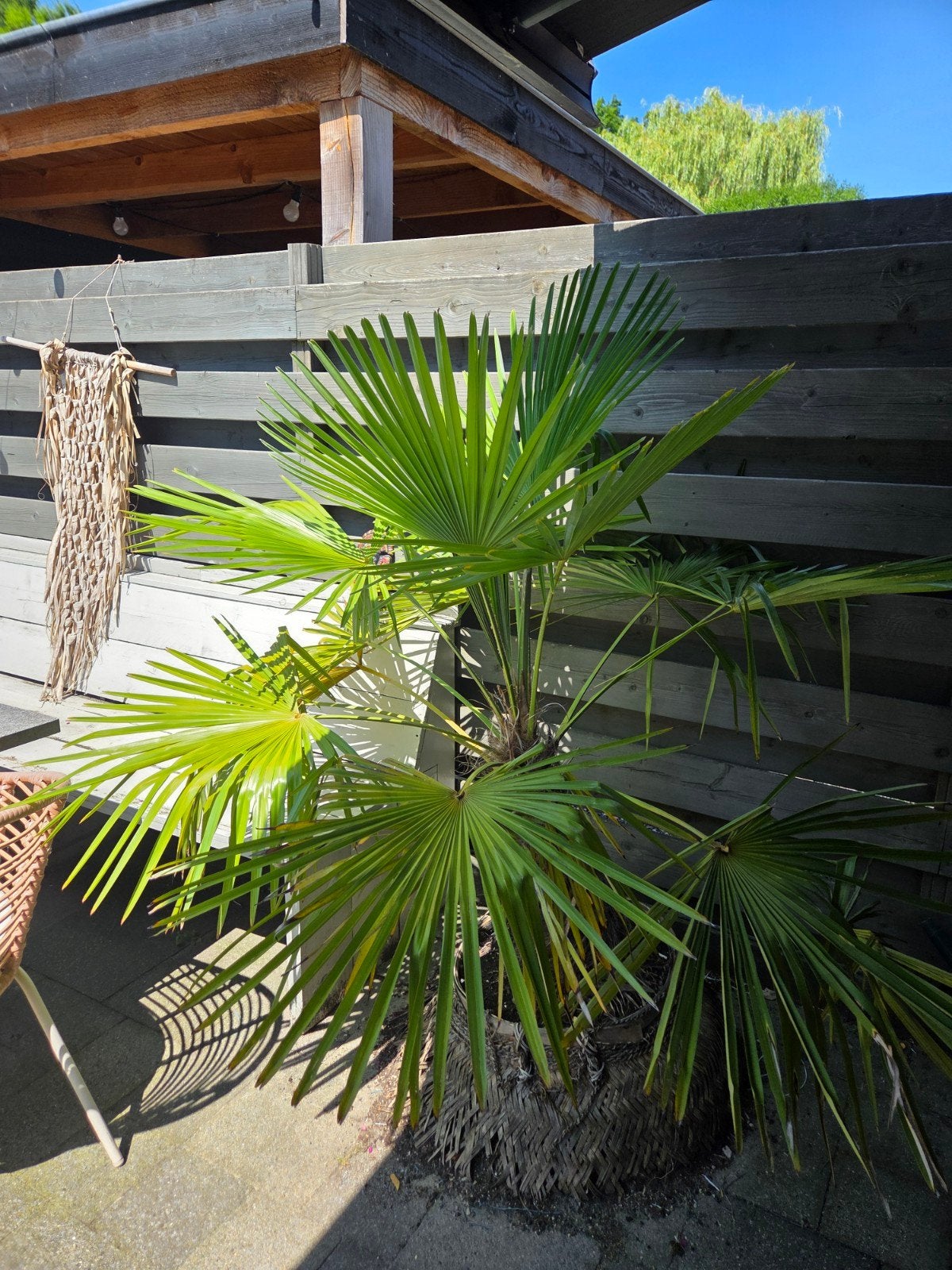 Trachycarpus Fortunei (Chinese Waaierpalm) Palmboom ca.165cm, Ophalen, Vaste plant, Overige soorten, Volle zon